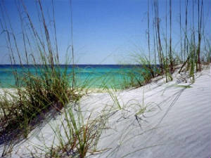 sea-grass-on-dunes.jpg