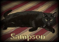 sampson.jpg